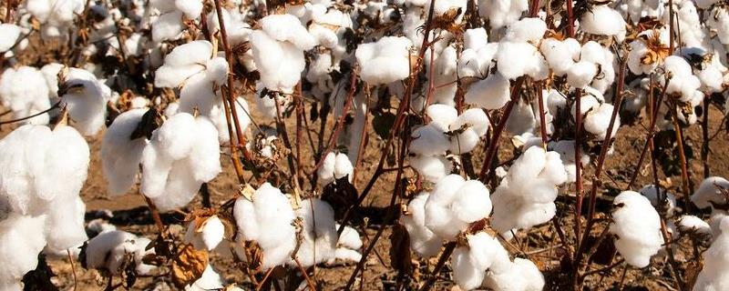 中MB901棉花种子简介，转抗虫基因早熟常规棉品种