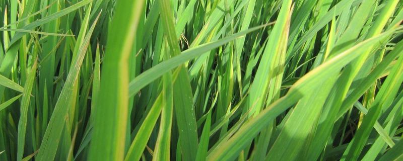 丽香优纳丝水稻种子特征特性，籼型三系杂交晚稻迟熟品种