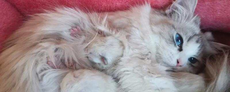 母猫发情能不能做绝育，发情时不可以做绝育手术