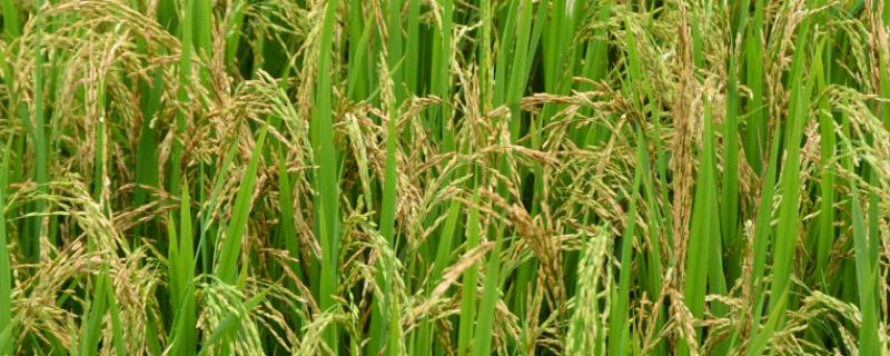 春两优1705水稻种子特征特性，籼型两系杂交中稻迟熟品种