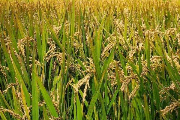 旗两优隆王丝苗水稻种子特征特性，4月中下旬播种