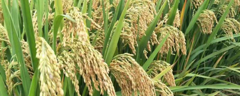 陵两优238水稻种简介，籼型两系杂交早稻迟熟品种