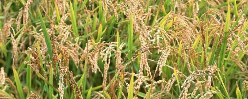 伍两优泰丝水稻品种的特性，籼型两系杂交一季稻品种