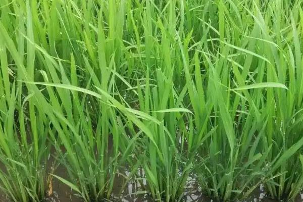 润君优656水稻种简介，秧田亩播种量10.0千克