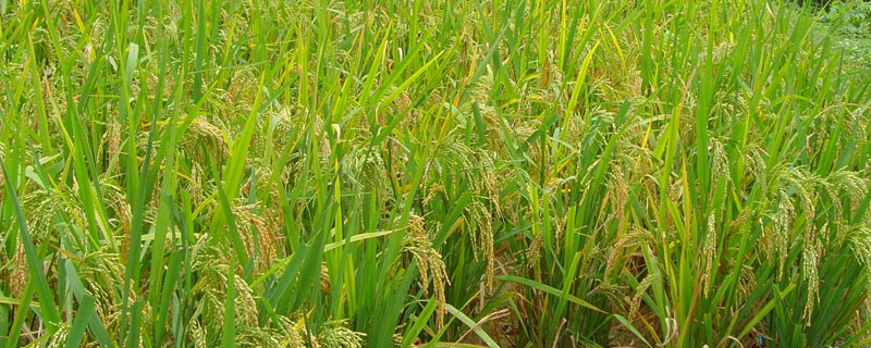 象竹香丝苗水稻种子特征特性，晚造全生育期114～115天