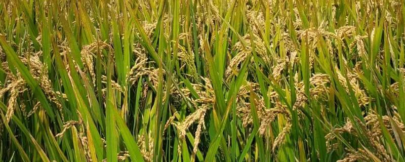 巴禾丝苗水稻品种简介，特别注意防治白叶枯病