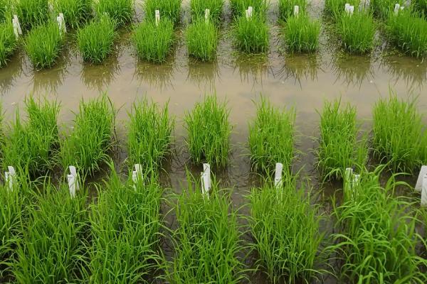 龙洋11水稻品种稻花香图片