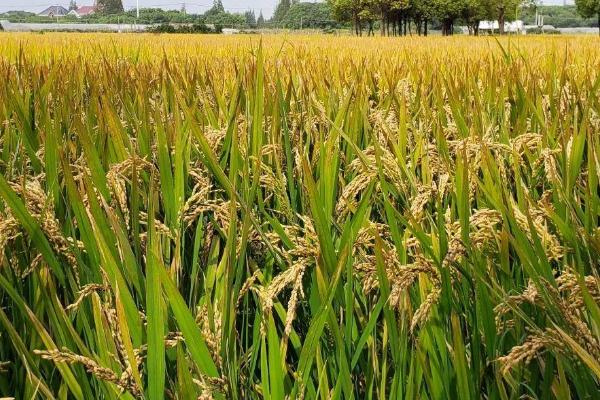 南两优黑1号水稻种子介绍，特别注意防治白叶枯病