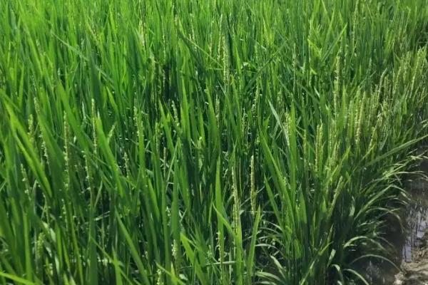 隆两优305水稻种子特征特性，晚造全生育期112～113天