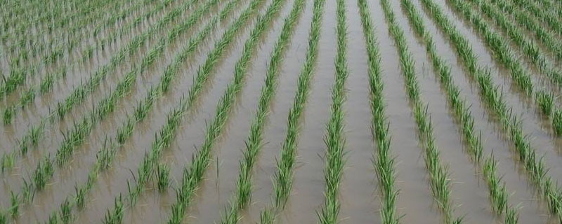 粤创优金丝苗水稻品种简介，早造全生育期121～123天
