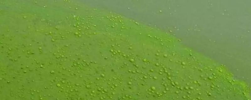 裸藻在水产养殖中的危害，会造成水体封闭溶氧量低