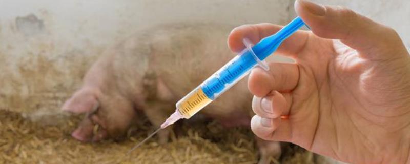 养猪防疫表，不同用途的猪种的防疫方式不同