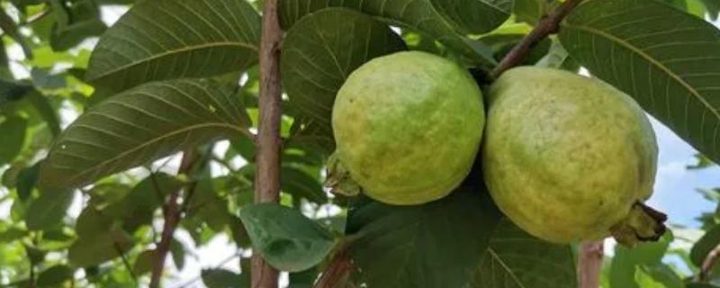 番石榴的种植方法，施肥时建议增施有机肥