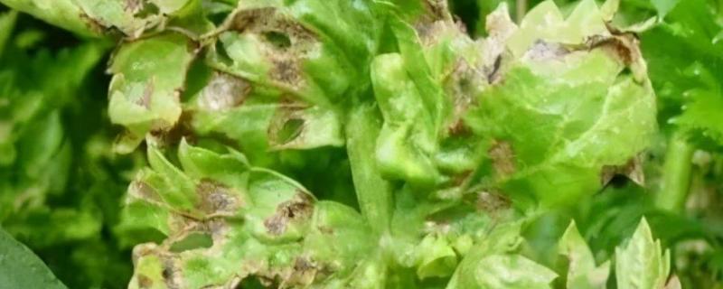 芹菜斑枯病的防治方法，可采取种子消毒、平衡施肥等措施
