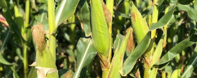 凯地2505玉米种简介，是普通玉米品种