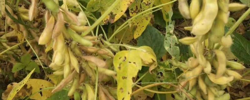 黄豆喜欢什么肥料，通常喜欢氮磷钾肥