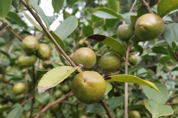 大果寒露2号油茶，为大果早花型品种