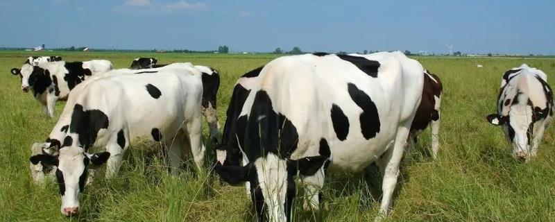 奶牛泌乳盛期有什么特点，会导致食欲和体重下降等