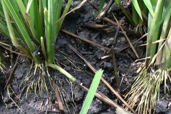 水稻根部腐烂的原因，可能是田间使用肥料过多或频繁遭遇低温等