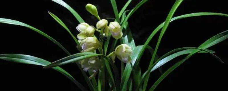 我国珍贵兰花品种介绍，常见以下十种