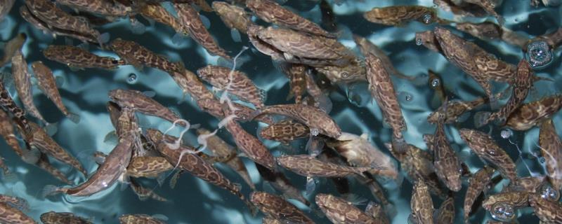 石斑鱼的养殖技术，饵料以新鲜的小杂鱼和小虾米为主