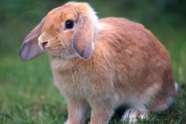 兔子如何繁殖，发情期会自行交配繁殖