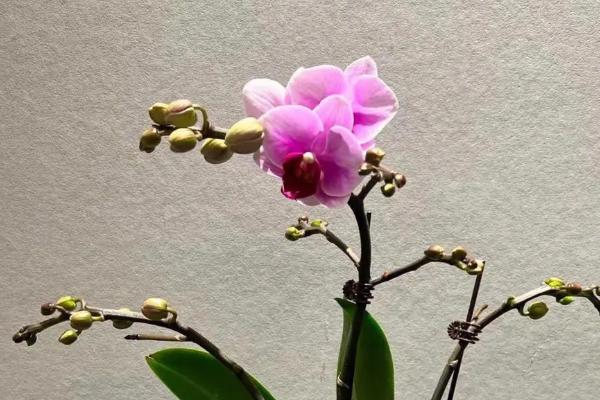 我国珍贵兰花品种介绍，常见以下十种