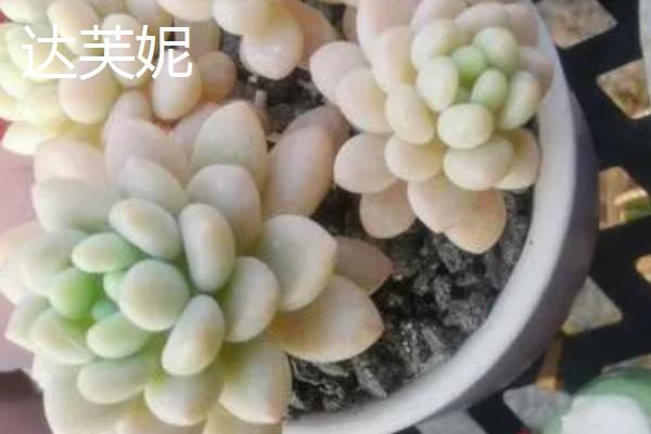 鱼子酱与洛可可、泡泡糖、达芙妮有什么区别，叶片、颜色不同