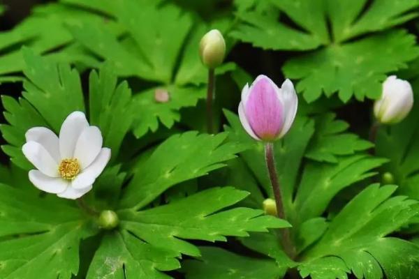 鹅掌草的产地，主要分布于云南西北部、四川、贵州等地