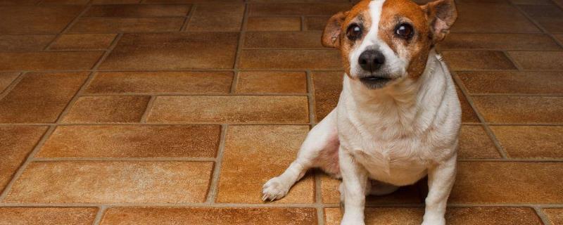 狗狗尿血的原因，可能是泌尿系统疾病、食物中毒或发情导致