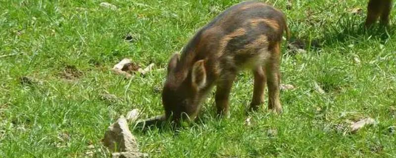 野猪和家猪杂交的猪是什么，有人称之为特种野猪