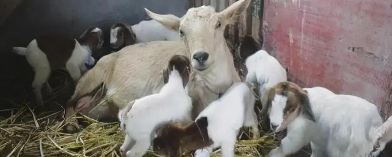 山羊一年下几窝，一般一年生产两次或者两年产三次