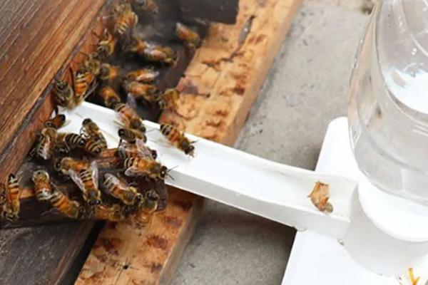 蜜蜂饲喂器的价格，价格因种类和规格等不同而不同