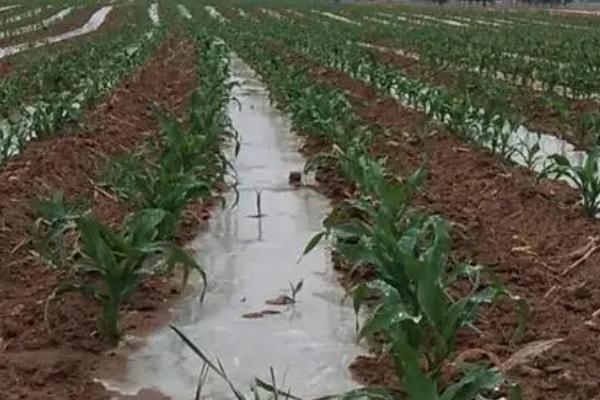 玉米刚种上能浇水吗，刚种上一定要浇1次透