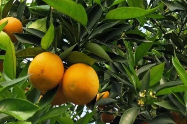 夏橙是夏季成熟的吗，属于夏季成熟的水果