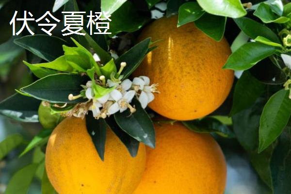 夏橙是夏季成熟的吗，属于夏季成熟的水果