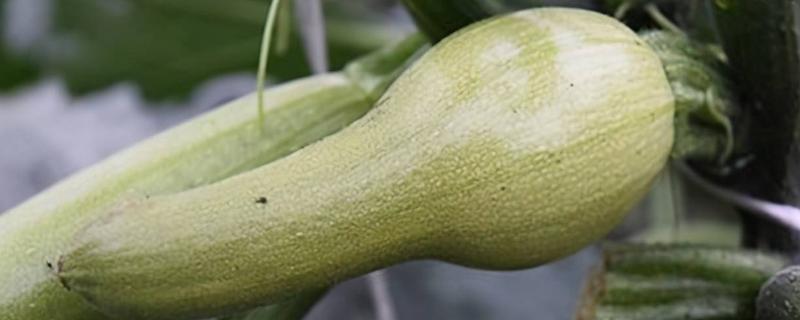 如何防治西葫芦尖嘴瓜，要减少化肥施用量且增施有机肥