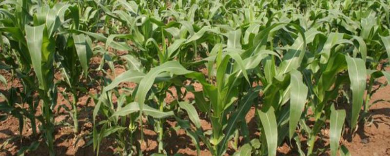 玉米产量如何提高，可进行土壤补肥、消毒等