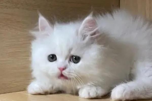 猫一般有几个脚趾，有十八个脚趾