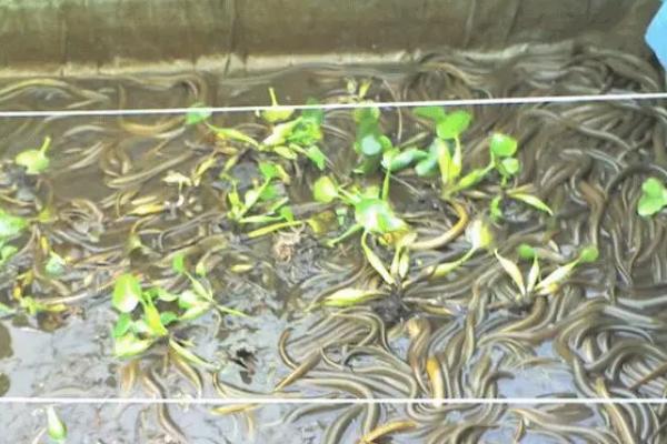 养殖黄鳝的适宜温度，适宜生长水温为15-30℃左右