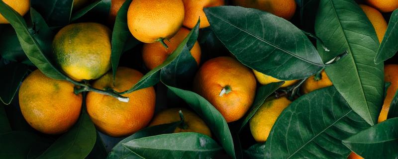 丑美人柑橘苗的特征，抗寒性较强且种植前景好