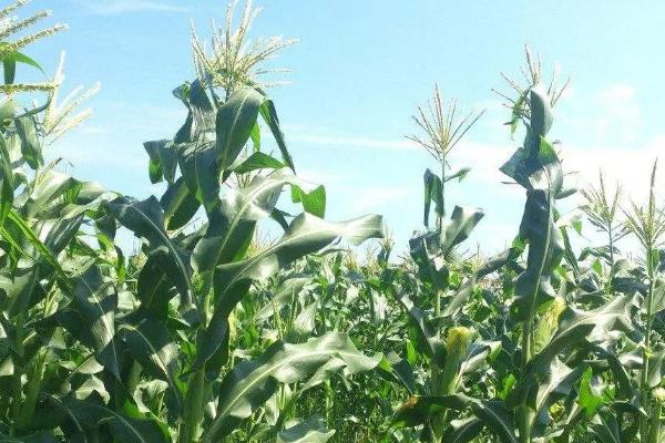 金阳光320玉米种子特点，适宜密度为每亩4500株左右
