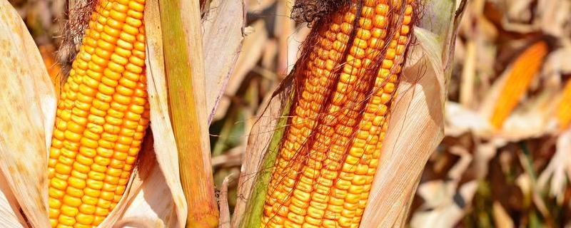 中科487玉米种子特点，适宜密度为每亩4500株左右