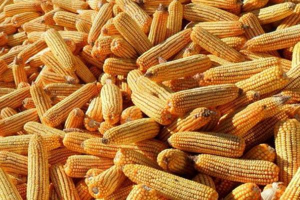 中科487玉米种子特点，适宜密度为每亩4500株左右