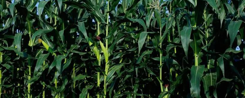 登海1992玉米种子特征特性，适宜密度为每亩4000株左右