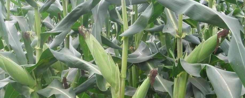 鲁单502玉米种简介，适宜密度为每亩5000株左右