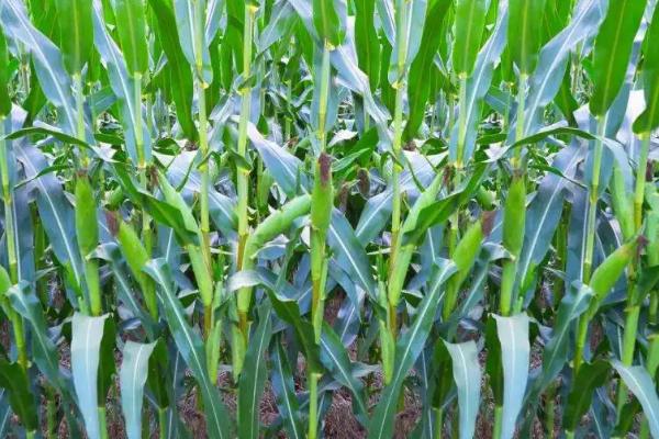 宇玉802玉米品种的特性，适宜密度为每亩5000株左右