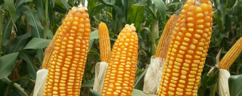 东玉5号玉米品种简介，适宜密度为每亩5000株左右