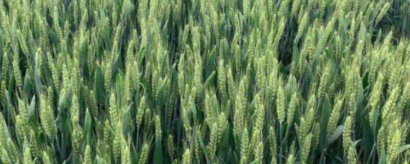 鲁粮2号小麦种简介，适宜播期10月上中旬