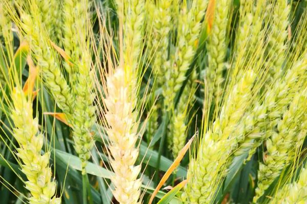山农51号小麦品种的特性，适宜播期10月5～15日